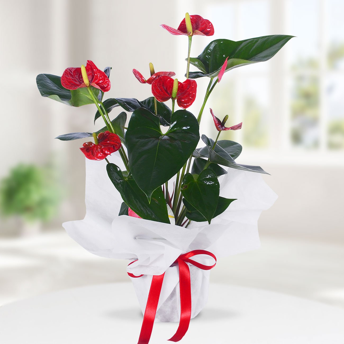 Send flowers Turkey, Anthurium in Pot from 64USD