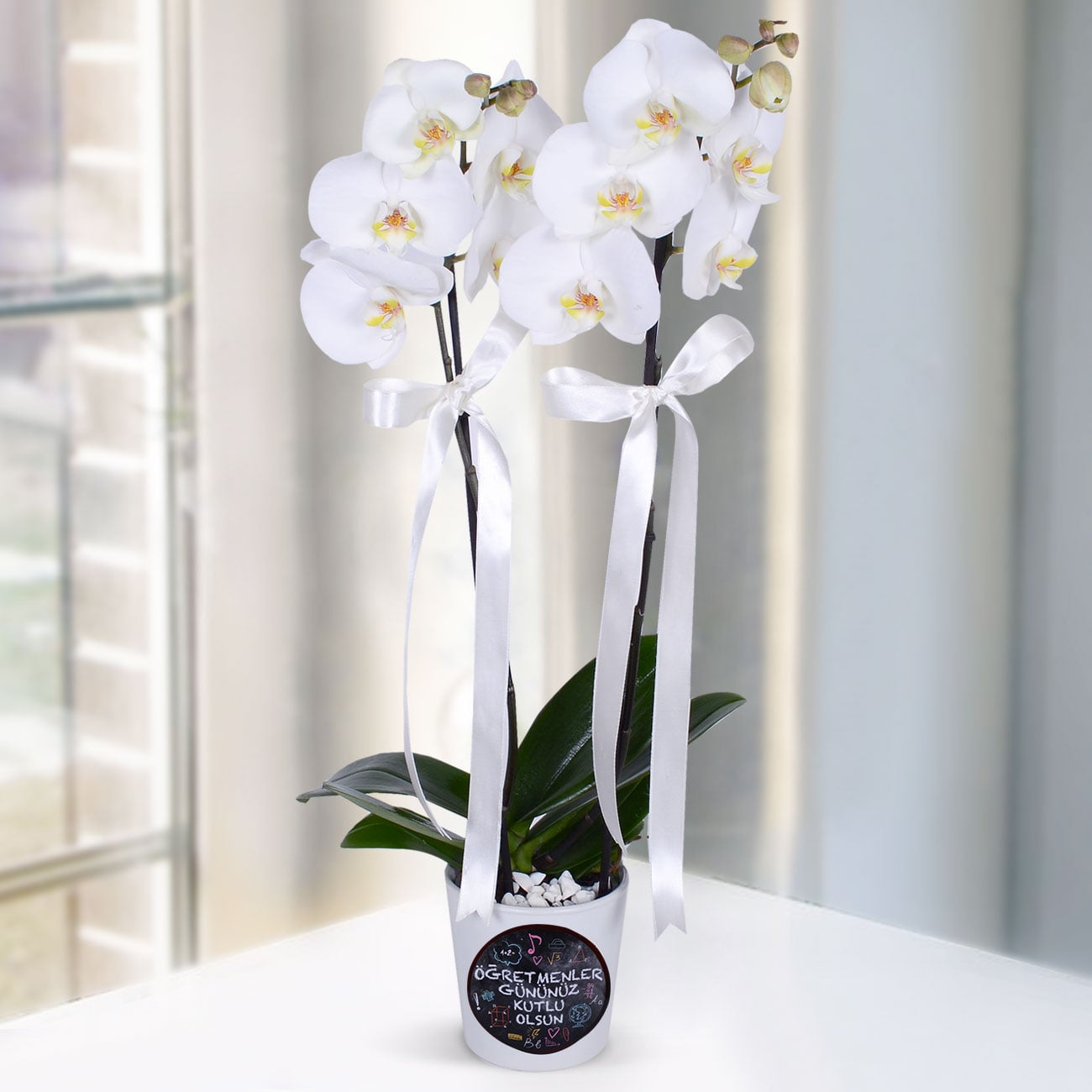 Send flowers Turkey, Dear Teacher White Orchid from 30USD